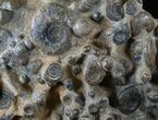 Wide Ammonite Plate - Over Ammonites #14317-4